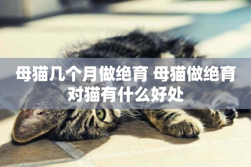 母貓幾個月做絕育 母貓做絕育對貓有什么好處