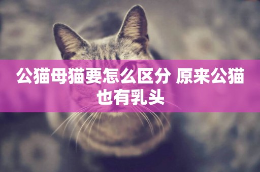 公貓母貓要怎么區分 原來公貓也有乳頭
