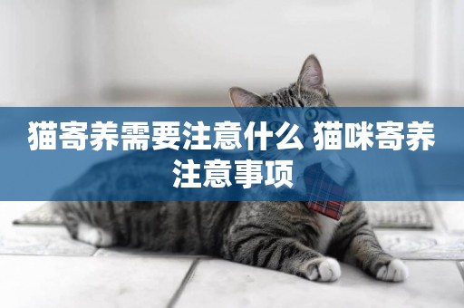貓寄養需要注意什么 貓咪寄養注意事項
