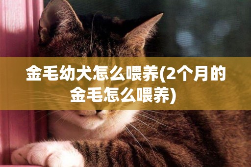 金毛幼犬怎么喂養(2個月的金毛怎么喂養) 