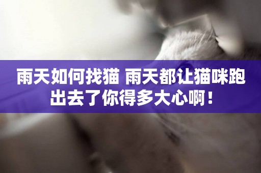 雨天如何找貓 雨天都讓貓咪跑出去了你得多大心啊！
