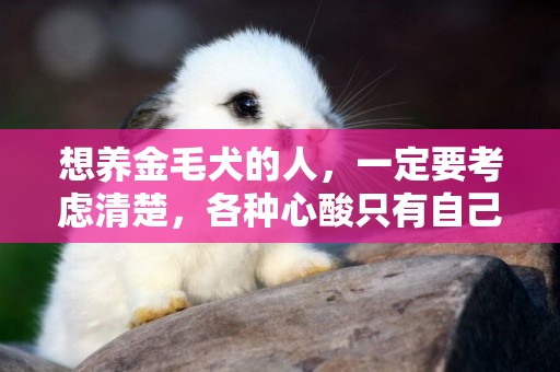 想養金毛犬的人，一定要考慮清楚，各種心酸只有自己懂 