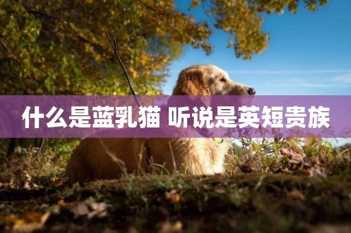 什么是藍乳貓 聽說是英短貴族