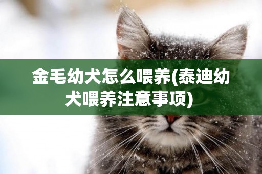 金毛幼犬怎么喂養(泰迪幼犬喂養注意事項) 