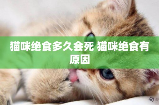 貓咪絕食多久會死 貓咪絕食有原因