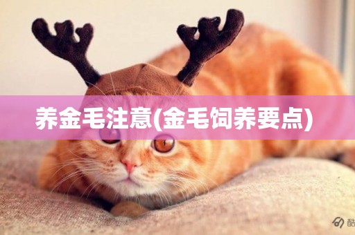 養金毛注意(金毛飼養要點) 