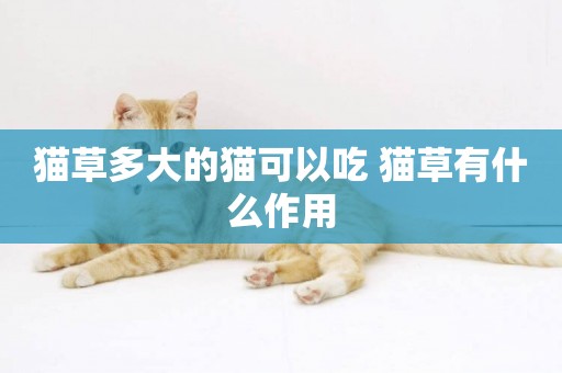 貓草多大的貓可以吃 貓草有什么作用