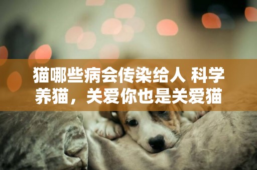 貓哪些病會傳染給人 科學養貓，關愛你也是關愛貓