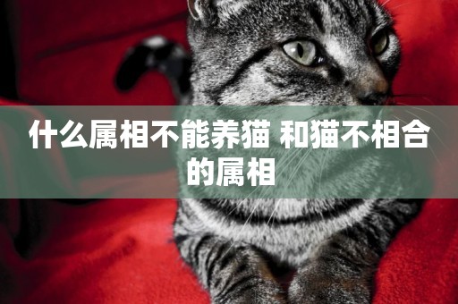 什么屬相不能養貓 和貓不相合的屬相