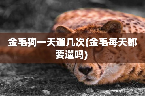 金毛狗一天遛幾次(金毛每天都要遛嗎) 