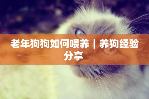 老年狗狗如何喂養｜養狗經驗分享 