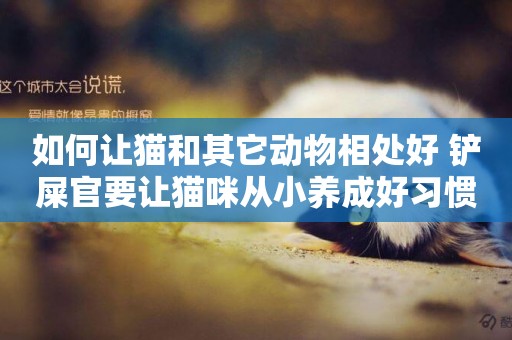 如何讓貓和其它動物相處好 鏟屎官要讓貓咪從小養成好習慣