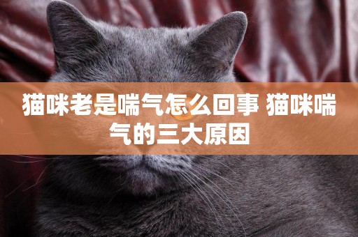 貓咪老是喘氣怎么回事 貓咪喘氣的三大原因