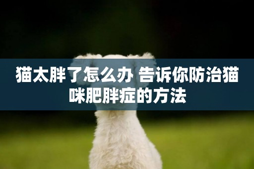 貓太胖了怎么辦 告訴你防治貓咪肥胖癥的方法