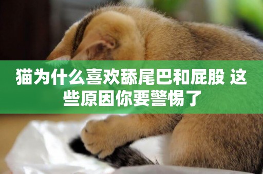 貓為什么喜歡舔尾巴和屁股 這些原因你要警惕了