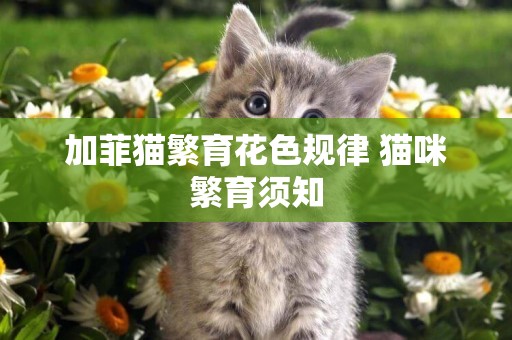 加菲貓繁育花色規律 貓咪繁育須知