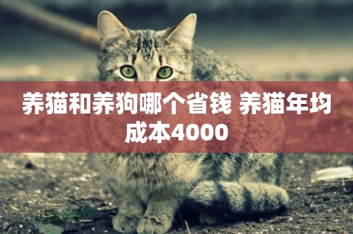 養貓和養狗哪個省錢 養貓年均成本4000