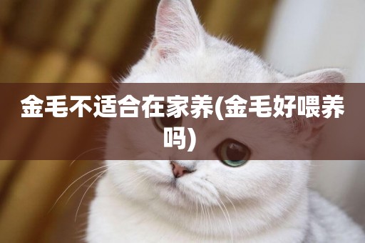 金毛不適合在家養(金毛好喂養嗎) 