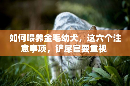 如何喂養金毛幼犬，這六個注意事項，鏟屎官要重視 