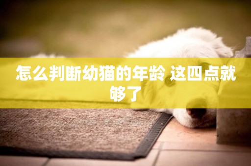 怎么判斷幼貓的年齡 這四點就夠了