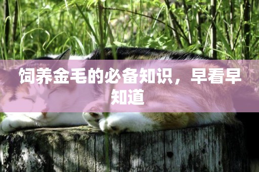 飼養金毛的必備知識，早看早知道 