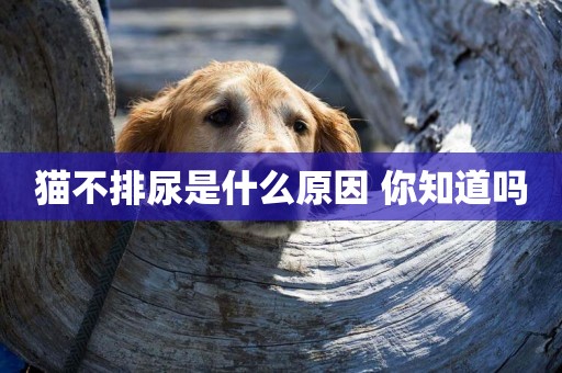 貓不排尿是什么原因 你知道嗎