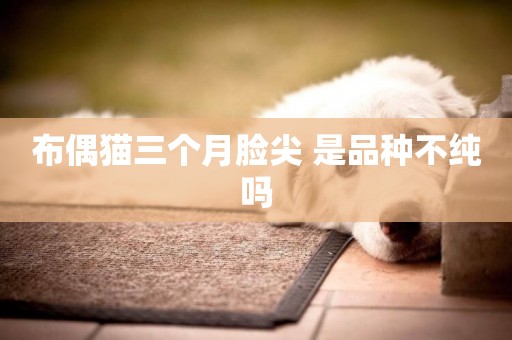 布偶貓三個月臉尖 是品種不純嗎 布偶貓三個月臉尖 是品種不純嗎