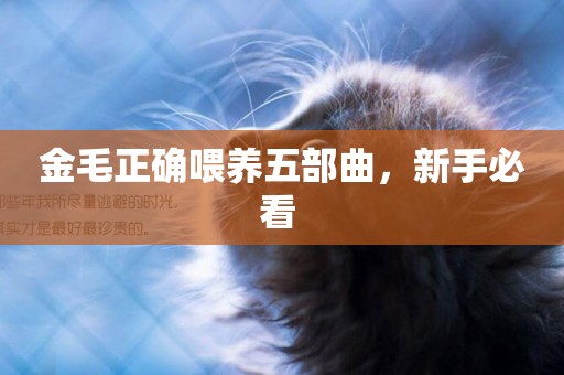 金毛正確喂養五部曲，新手必看 