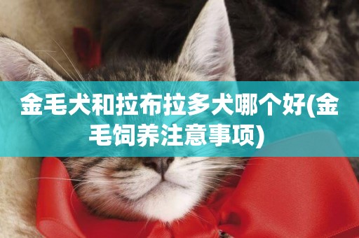 金毛犬和拉布拉多犬哪個好(金毛飼養注意事項) 