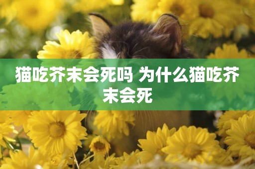 貓吃芥末會死嗎 為什么貓吃芥末會死