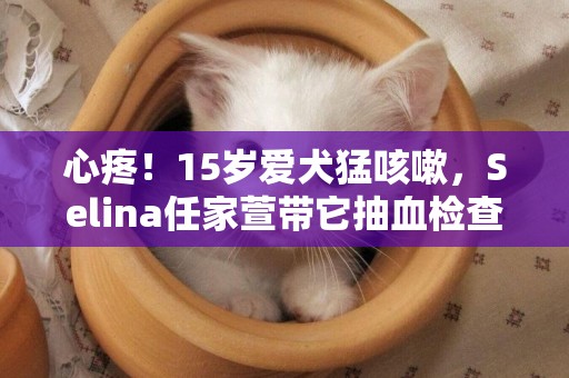 心疼！15歲愛犬猛咳嗽，Selina任家萱帶它抽血檢查照X光！ 