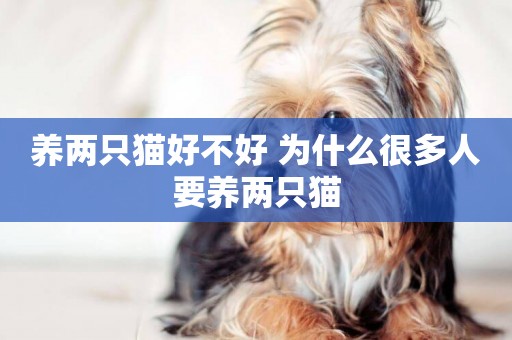 養兩只貓好不好 為什么很多人要養兩只貓