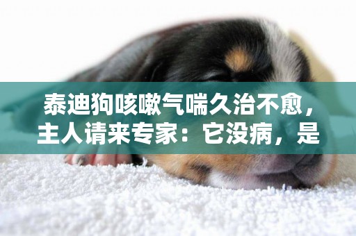 泰迪狗咳嗽氣喘久治不愈，主人請來專家：它沒病，是裝的！ 