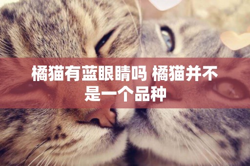 橘貓有藍眼睛嗎 橘貓并不是一個品種