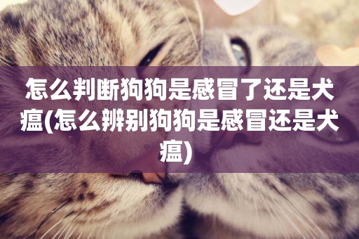 怎么判斷狗狗是感冒了還是犬瘟(怎么辨別狗狗是感冒還是犬瘟) 
