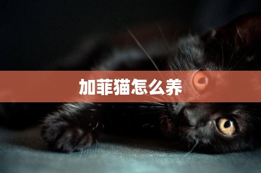 加菲貓怎么養