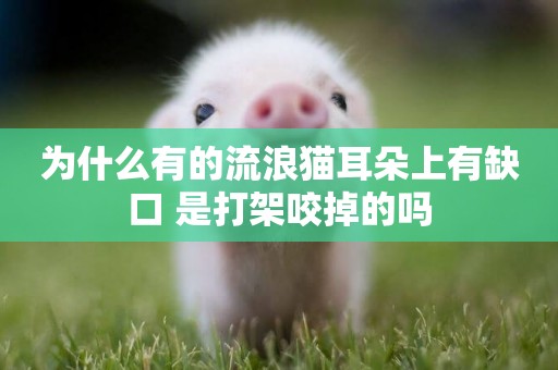 為什么有的流浪貓耳朵上有缺口 是打架咬掉的嗎