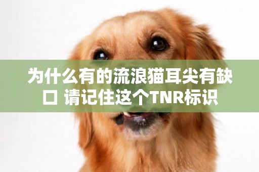 為什么有的流浪貓耳尖有缺口 請記住這個TNR標識