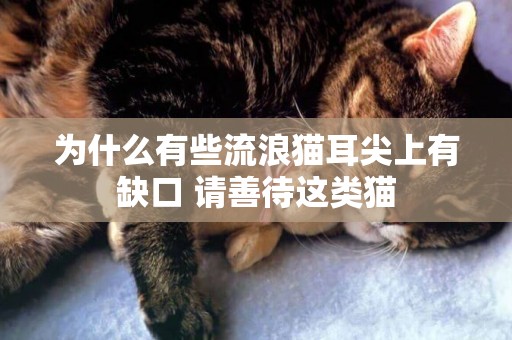 為什么有些流浪貓耳尖上有缺口 請善待這類貓