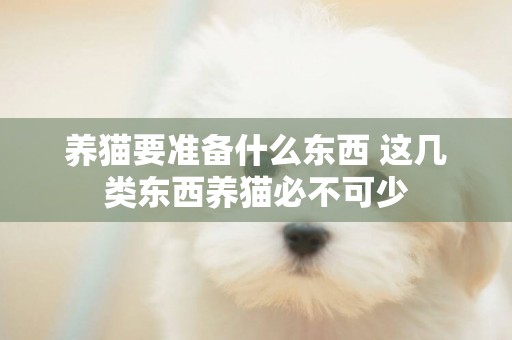 養貓要準備什么東西 這幾類東西養貓必不可少