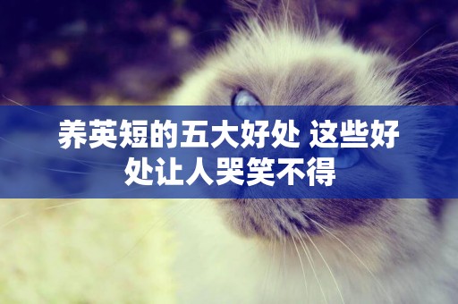 養英短的五大好處 這些好處讓人哭笑不得