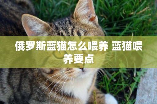 俄羅斯藍貓怎么喂養 藍貓喂養要點