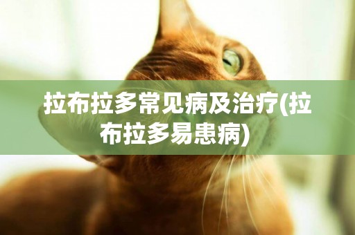 拉布拉多常見病及治療(拉布拉多易患病) 