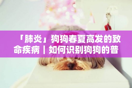 「肺炎」狗狗春夏高發的致命疾病｜如何識別狗狗的普通咳嗽或肺炎 