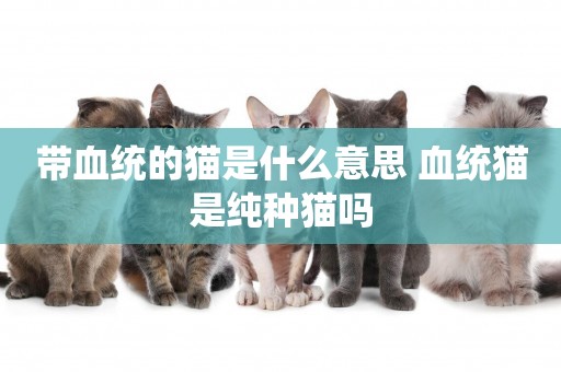帶血統的貓是什么意思 血統貓是純種貓嗎