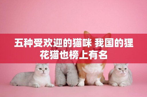 五種受歡迎的貓咪 我國的貍花貓也榜上有名 五種受歡迎的貓咪 我國的貍花貓也榜上有名