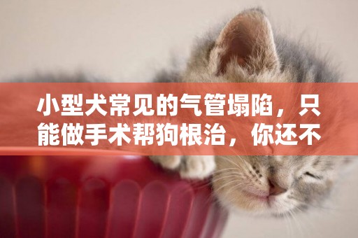 小型犬常見的氣管塌陷，只能做手術幫狗根治，你還不預防嗎？ 