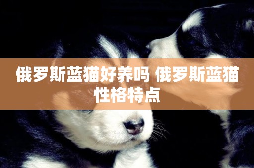 俄羅斯藍貓好養嗎 俄羅斯藍貓性格特點