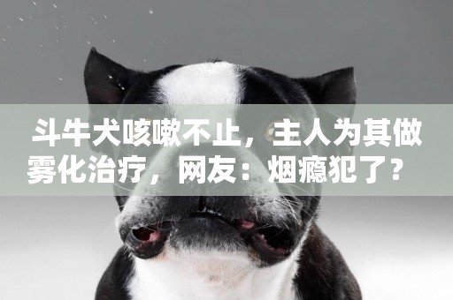 斗牛犬咳嗽不止，主人為其做霧化治療，網友：煙癮犯了？ 