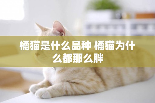 橘貓是什么品種 橘貓為什么都那么胖 橘貓是什么品種 橘貓為什么都那么胖